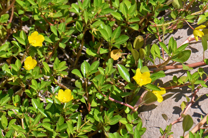 Ludwigia peploides, Floating Primrose Willow